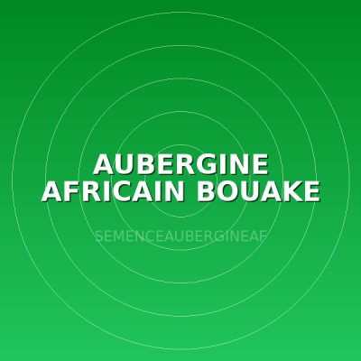 AUBERGINE AFRICAIN BOUAKE 50G