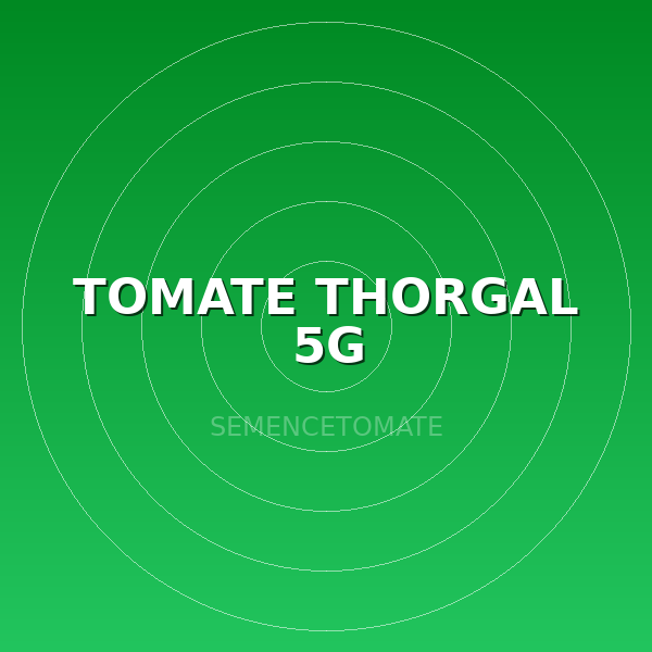 TOMATE THORGAL 5G