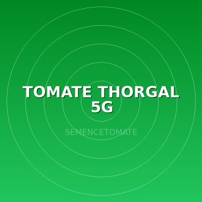TOMATE THORGAL 5G